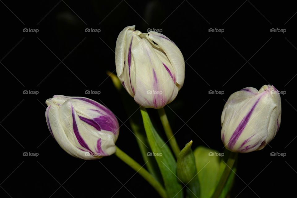 No Person, Flower, Nature, Tulip, Leaf