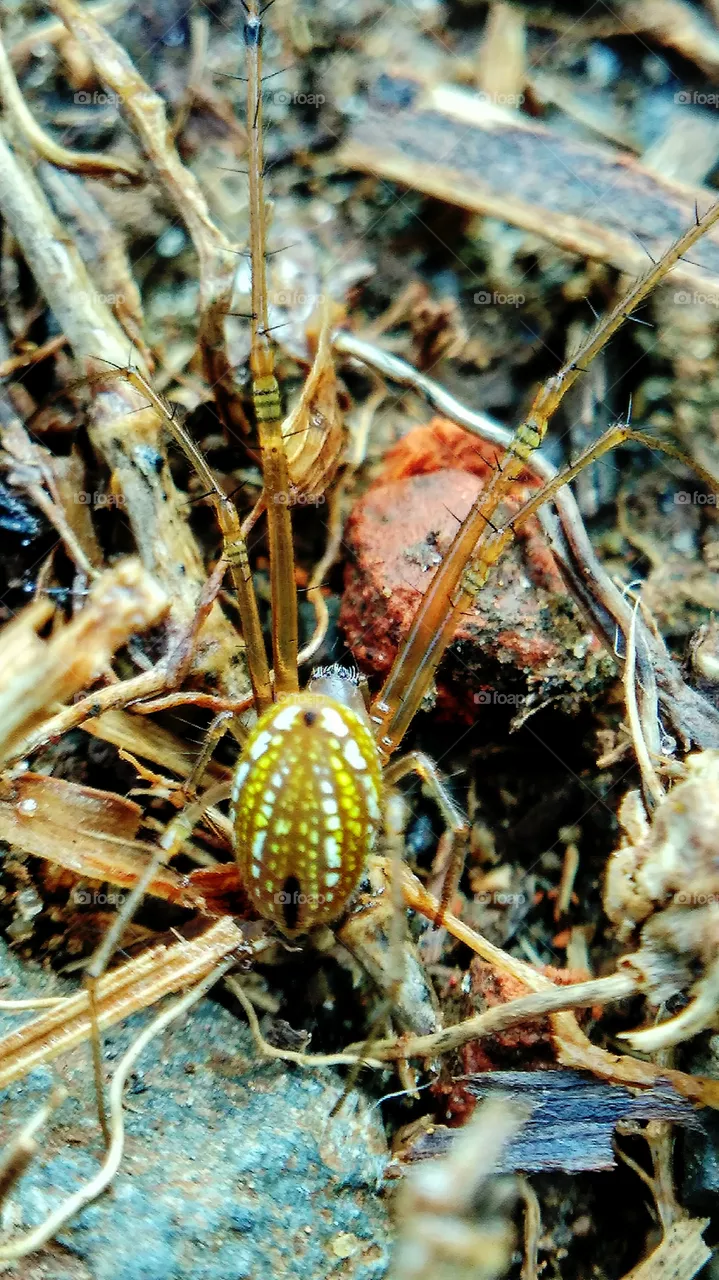 Spider