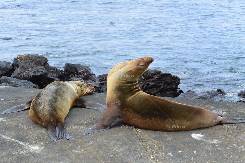 Sea lion doing yoga 