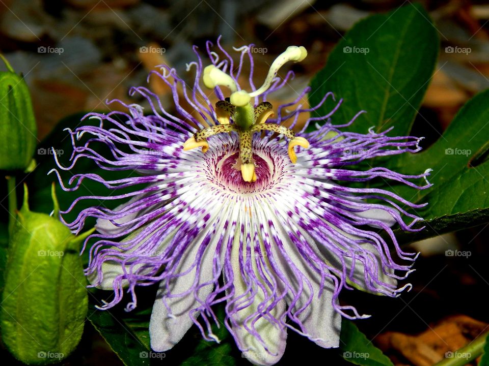 close up of a Beautiful, and colorful purple flower