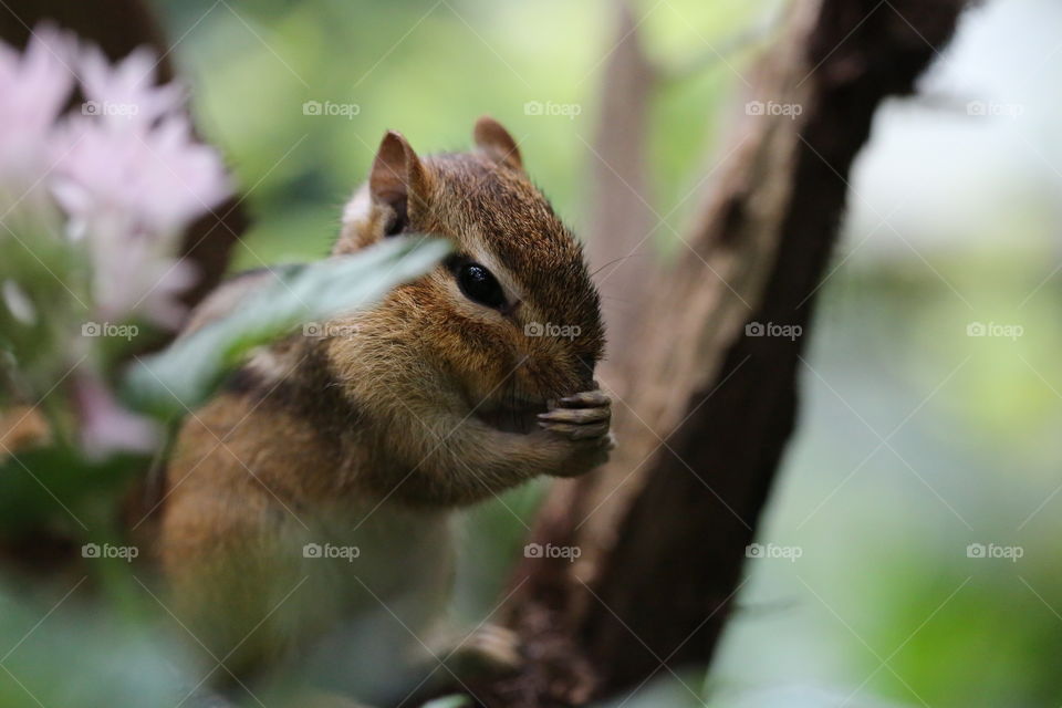 Chipmunk in the wild looking very cute