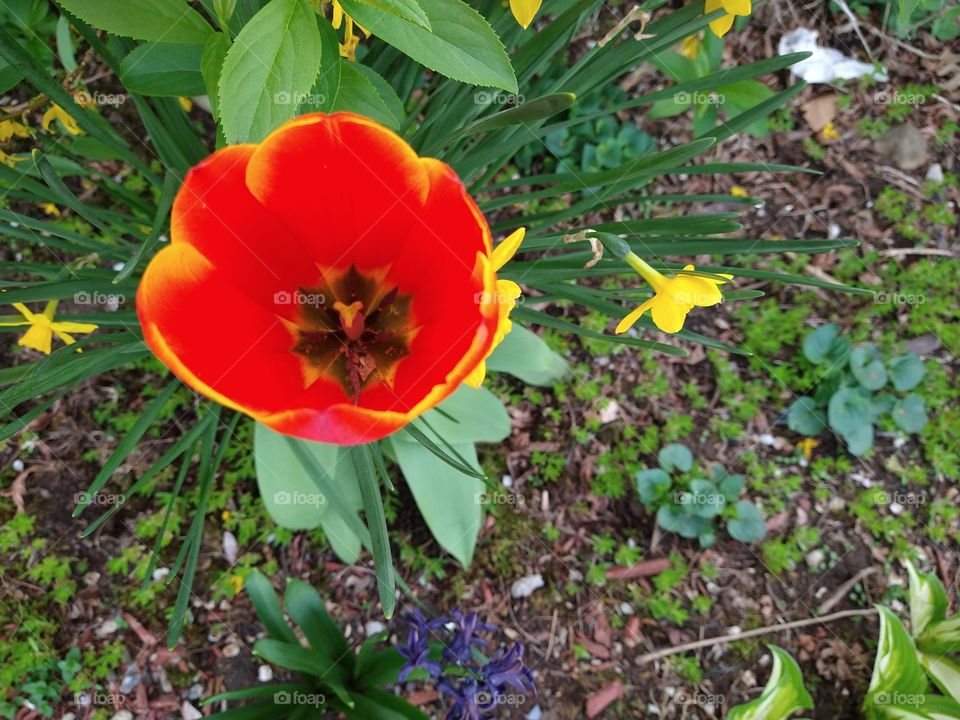 Double coloredTulip