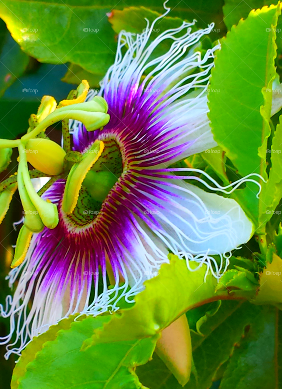 "Passion flower"