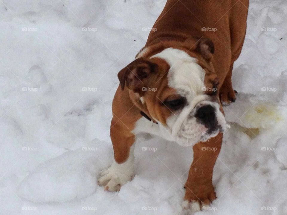Lola loves the snow