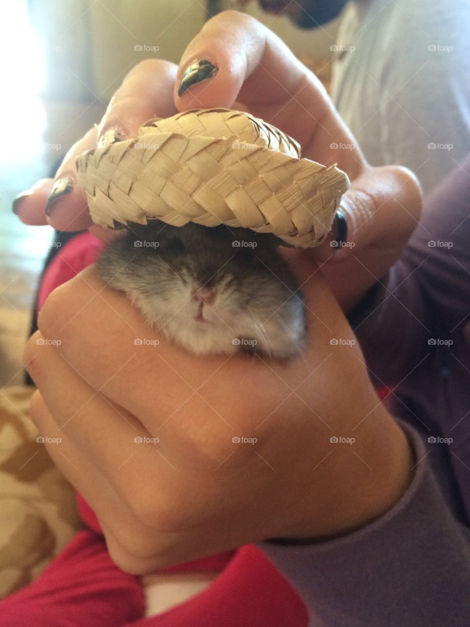 Cute hamster in a hat!