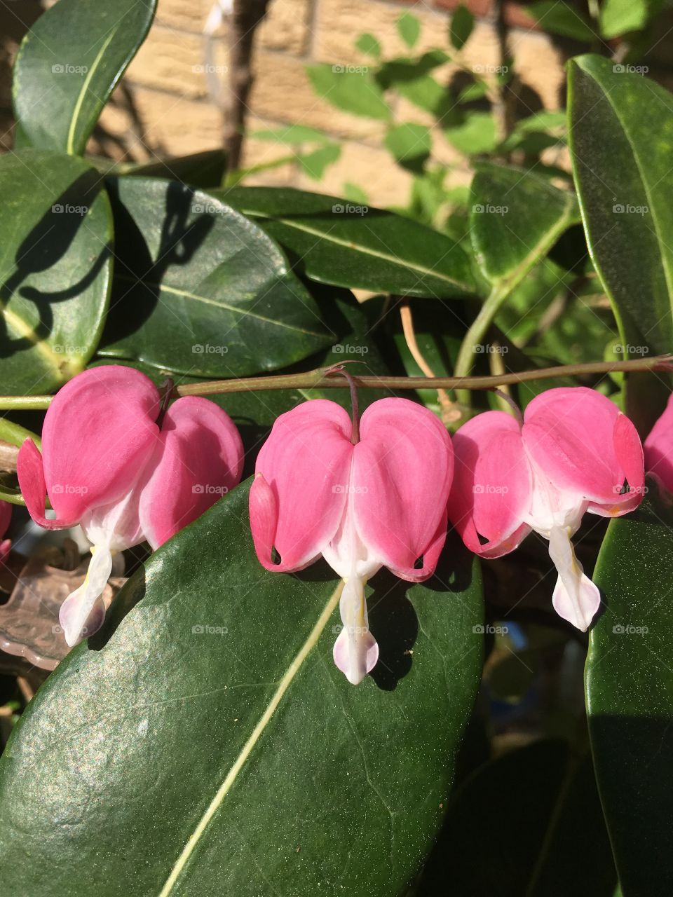 Pink bleeding heart flowers from Dicentra plant in close up on Stephanotis leaves