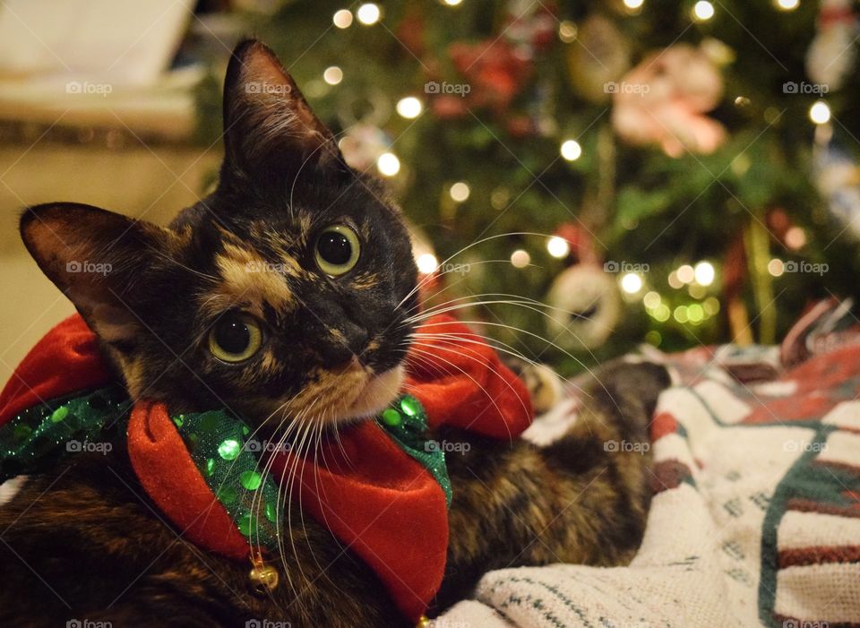 Enjoying the Christmas lights! 