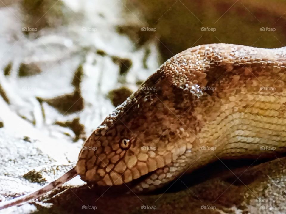 one reptile photography