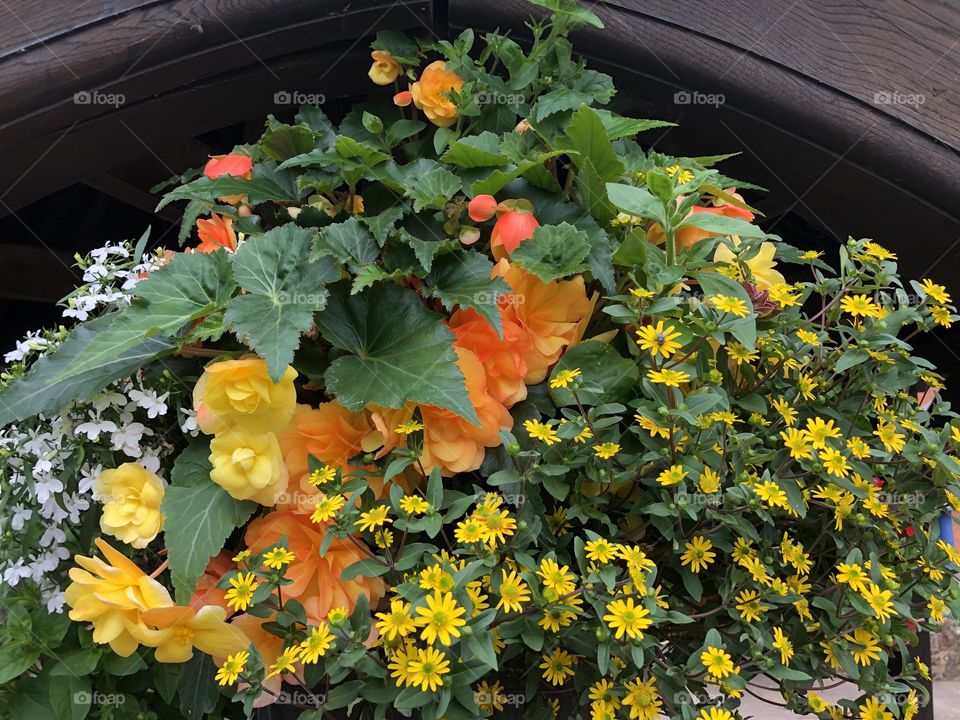 A particular impressive hanging basket, well constructed in Devon and l think it’s the combo of colors that won it for me.