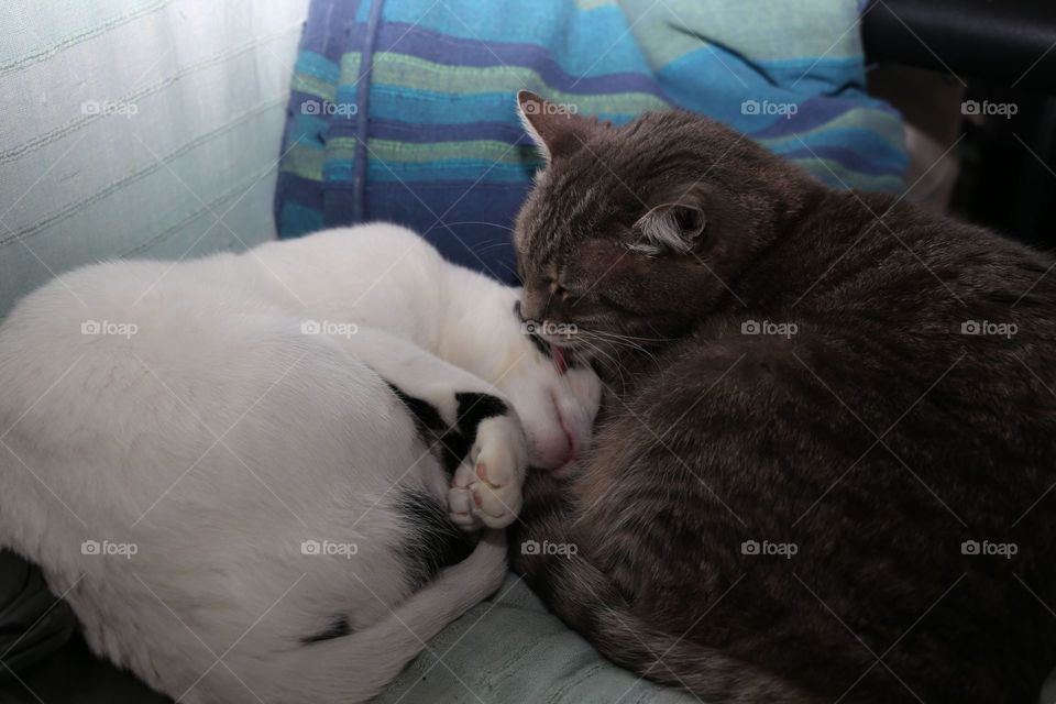 Cat sleeping on bed