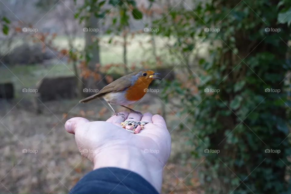 Robin 