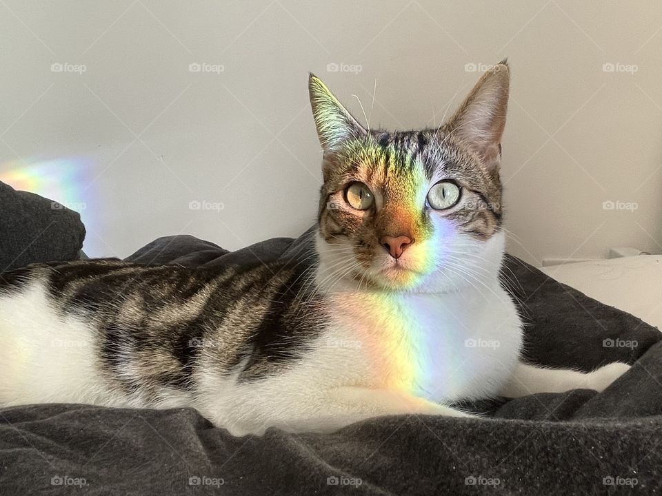 rainbow cat