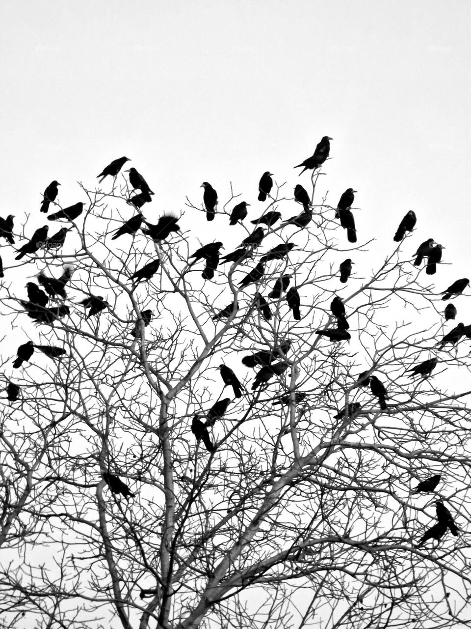 crows