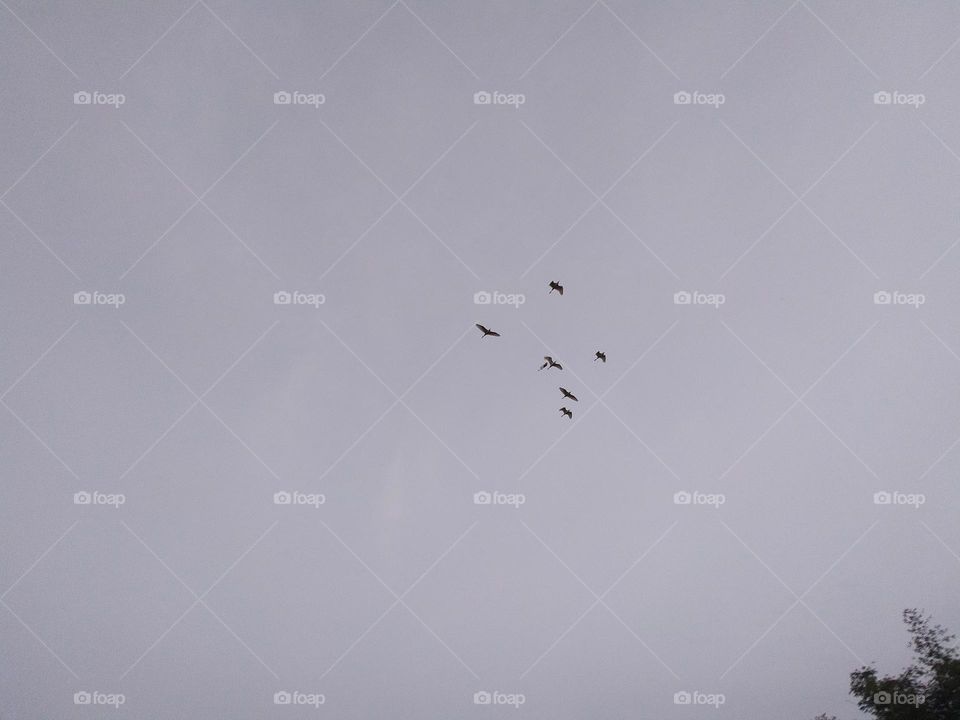 flying birds up above the sky