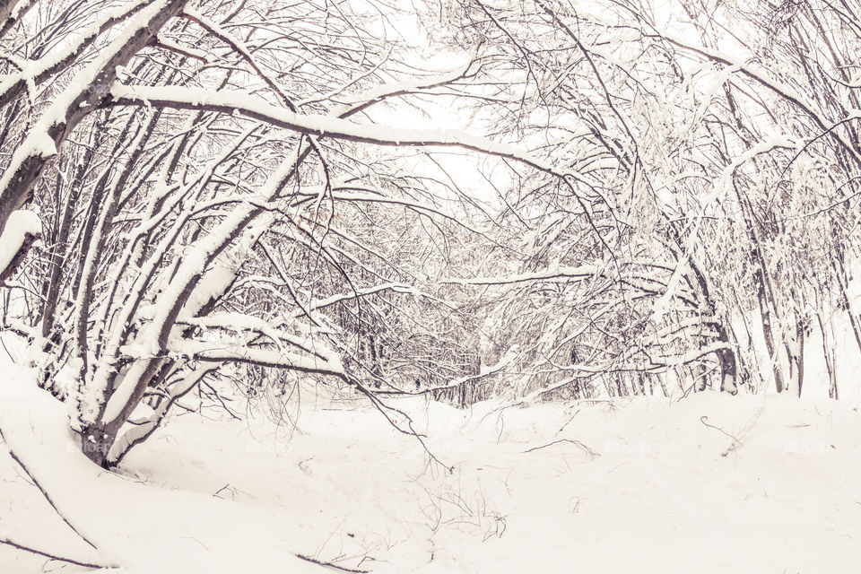 Snowy Forest Landscape With Trees
