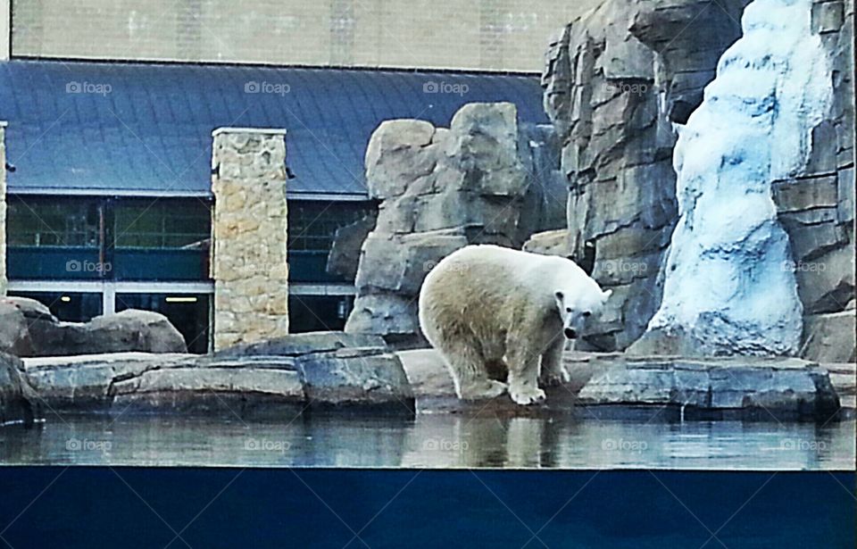 Chillin' Edited. A polar bear at the Kansas City Zoo just doing his thing. This is the edited version.