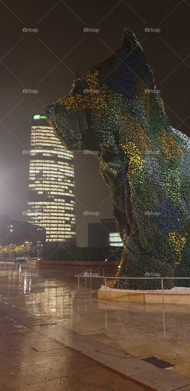 Night#rain#skyscraper#flowers#dog