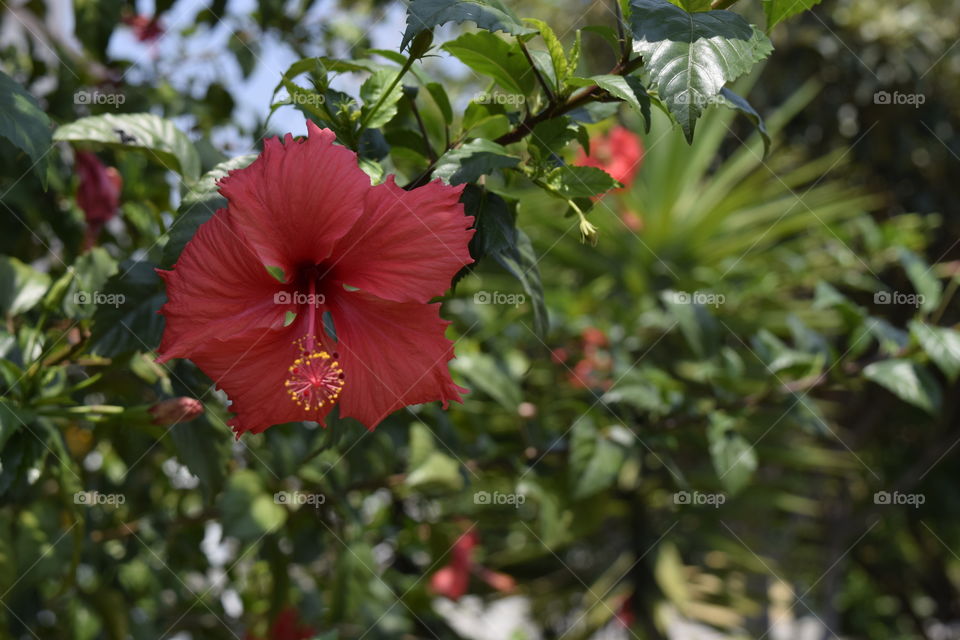 hibiscus