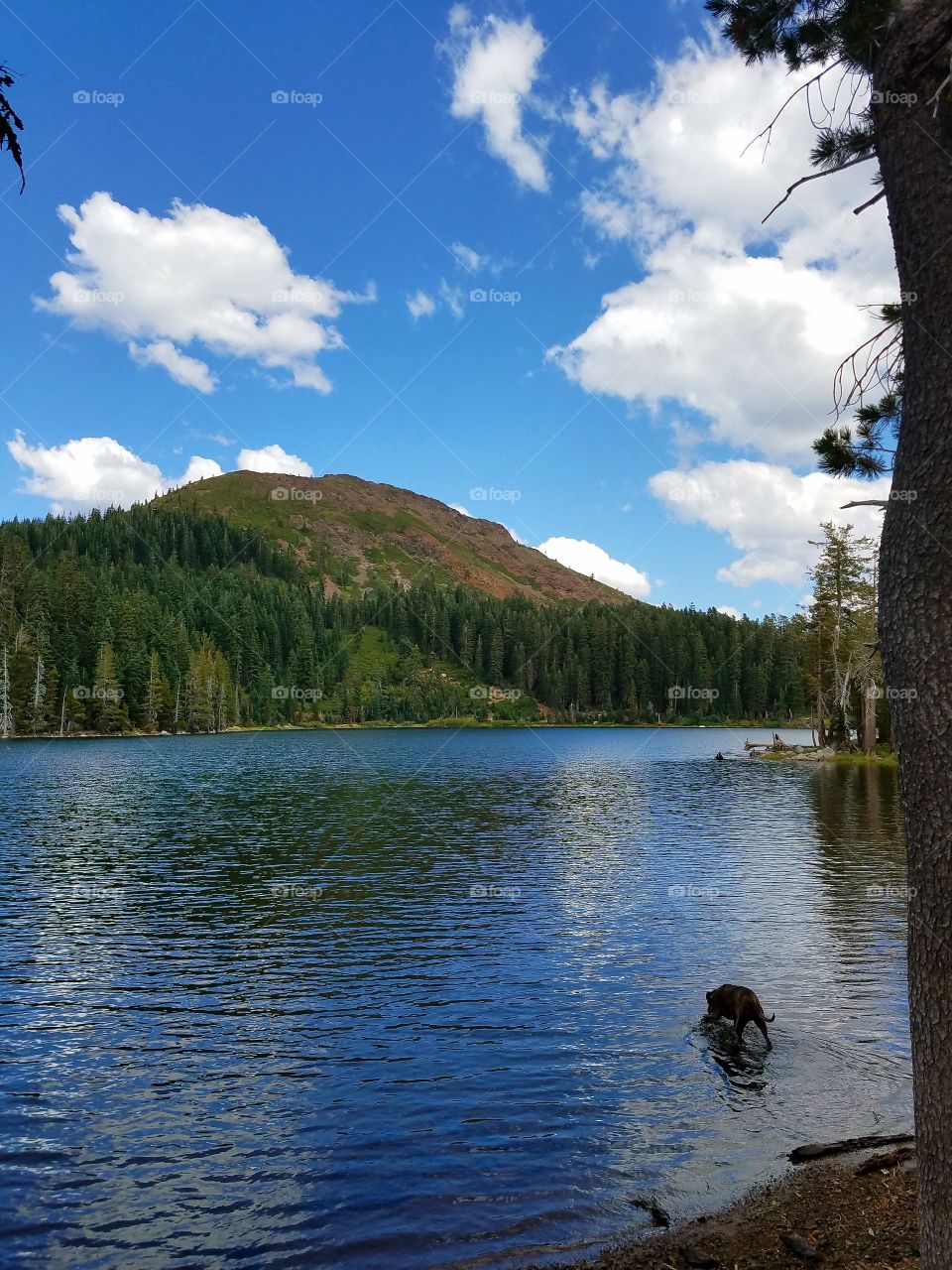 Thor taking a dip up in the Sierras!