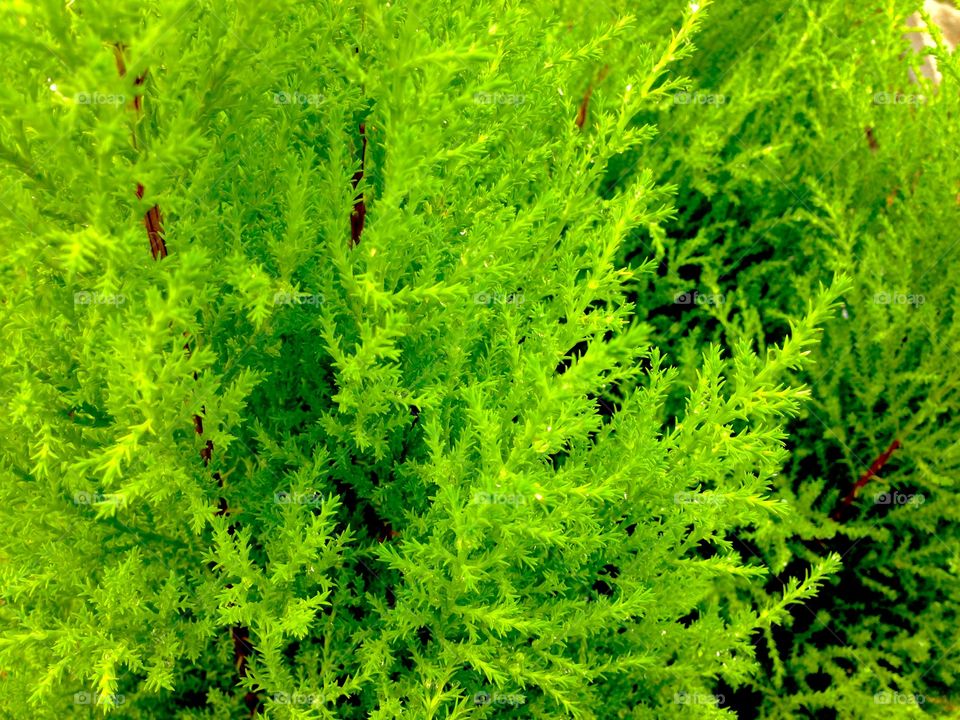 Lemon cypress