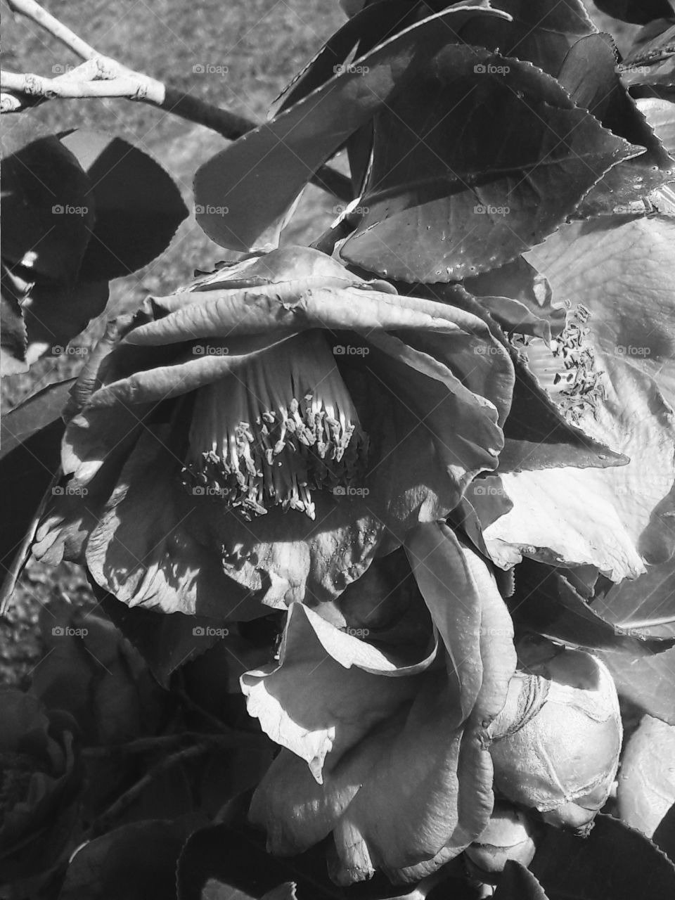 summer spring view black & white sunny day plant flower blossom bloom