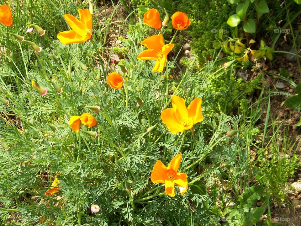 iceland poppies. iceland poppies