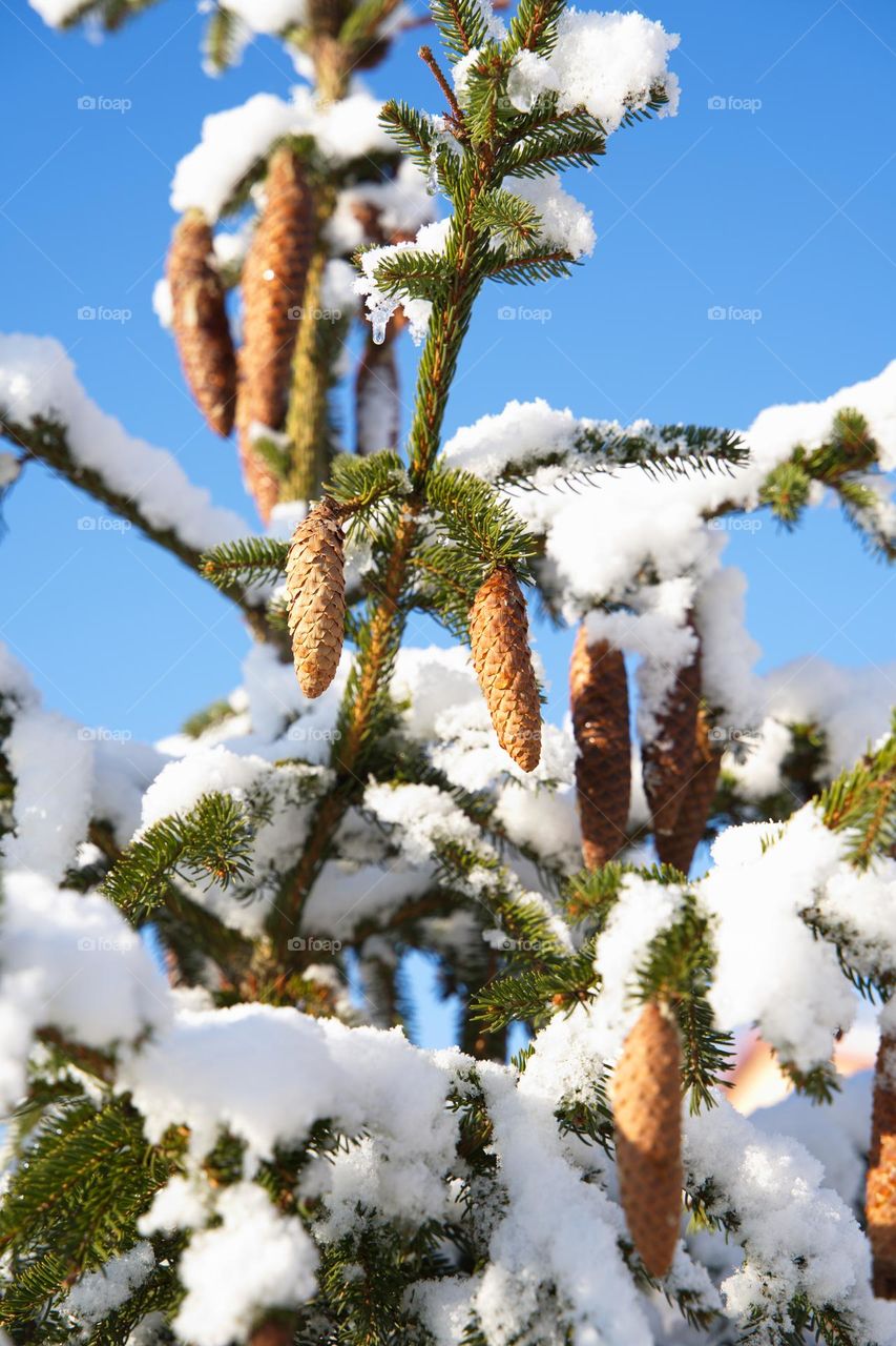 Spruce covered with snow