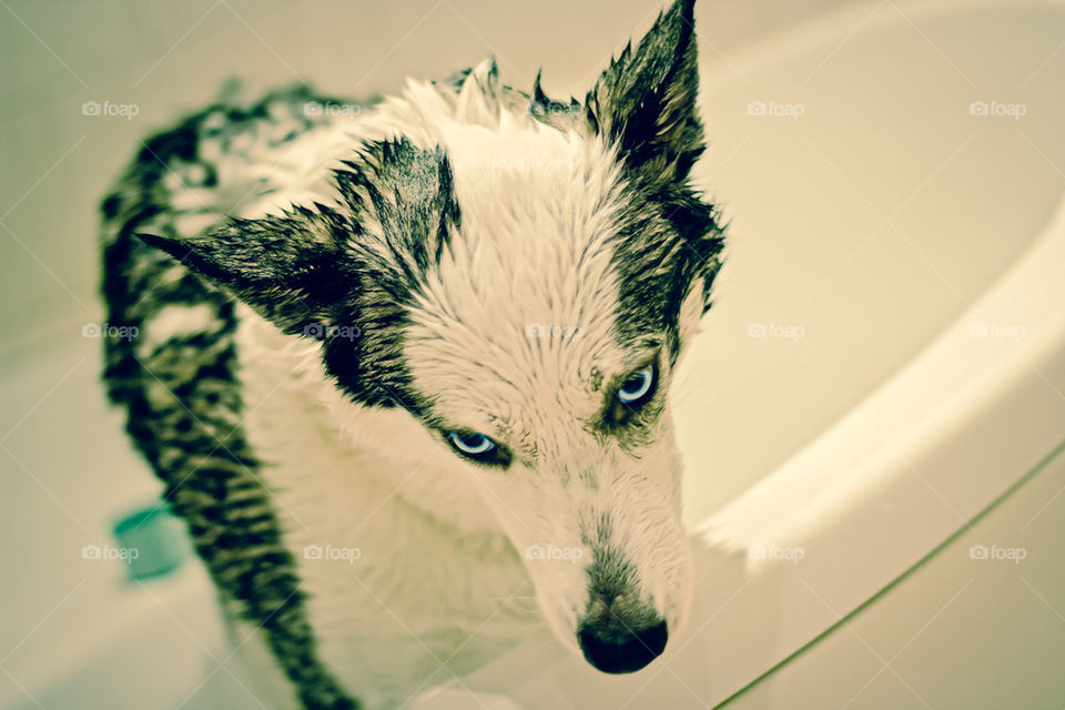 wet dog. 