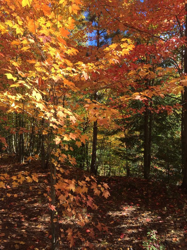 Autumn colours 