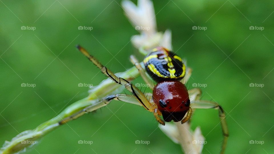 cute spider