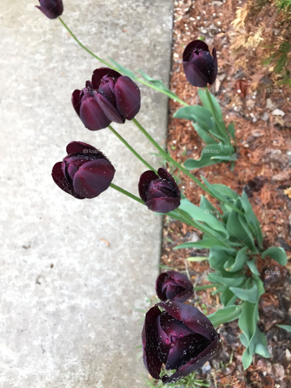 Dewdrops on my Tulips 🌷