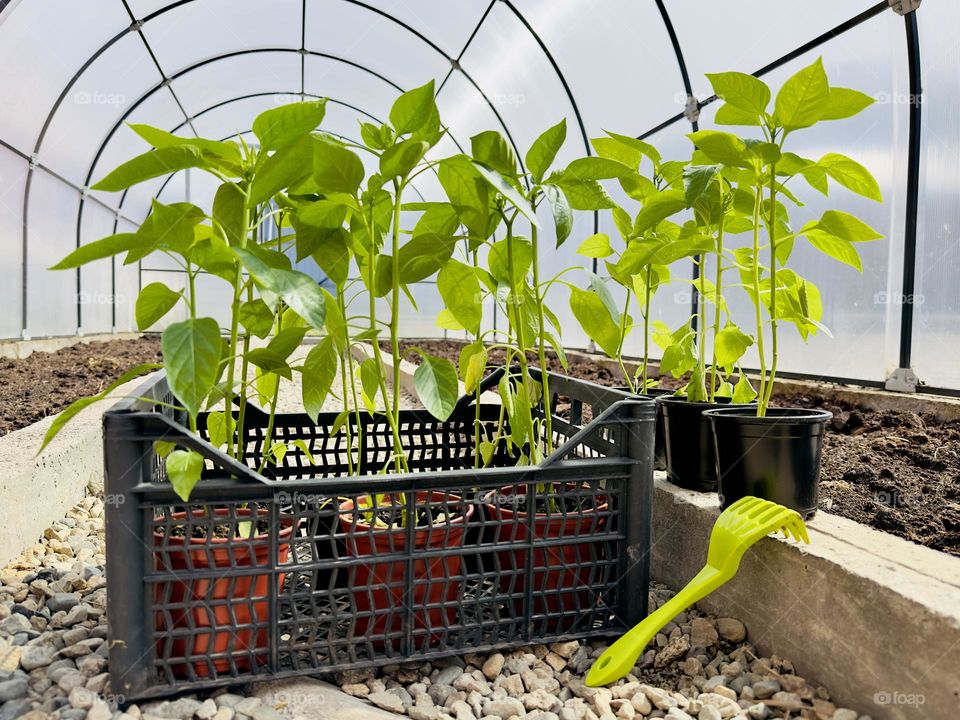 pepper seedlings in a greenhouse