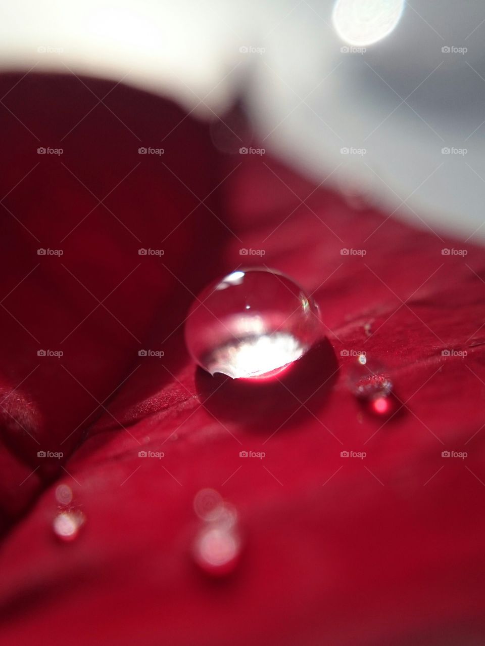 Water drop on red petal