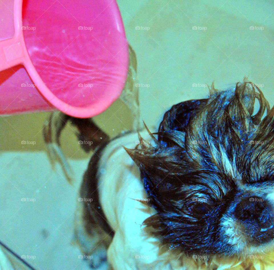 Pekingese dog having a refreshing bath