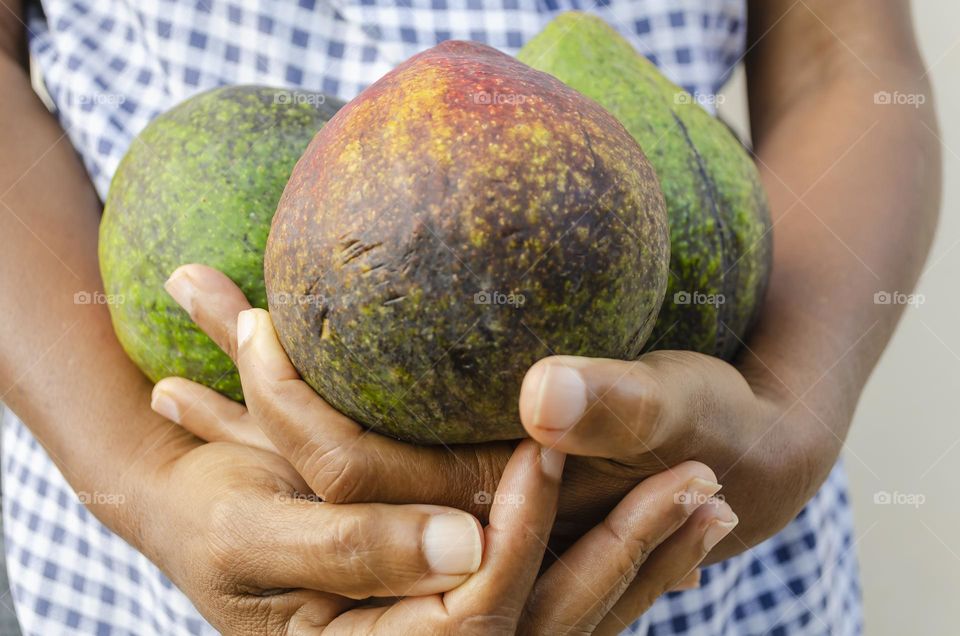 Holding Avocadoes