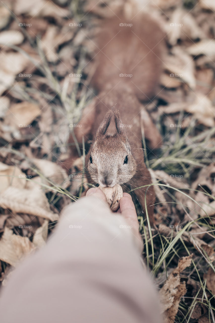 squirrel eats a nut