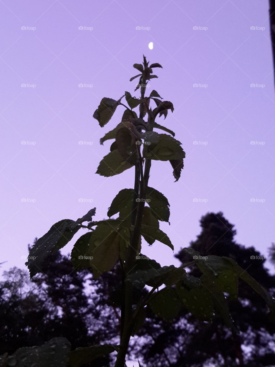 Roses looking up