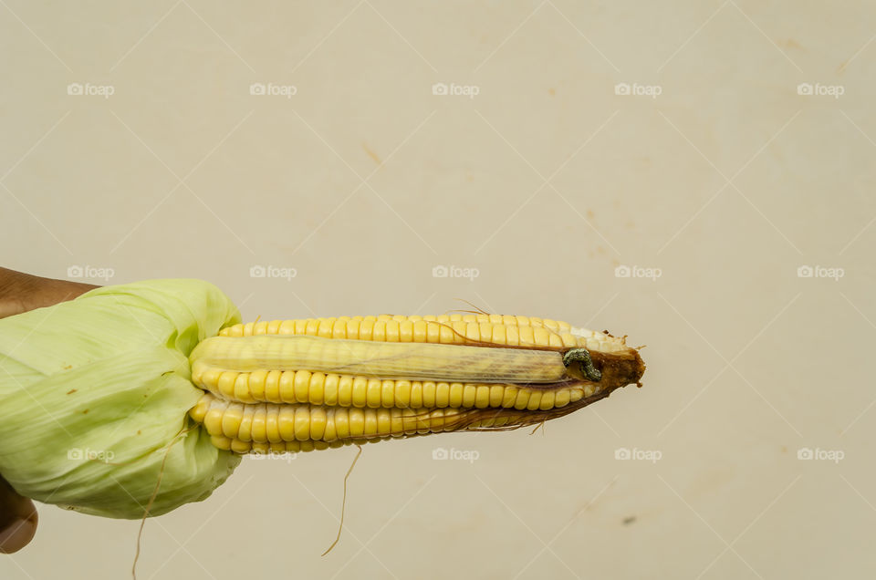 Maize With Caterpillar