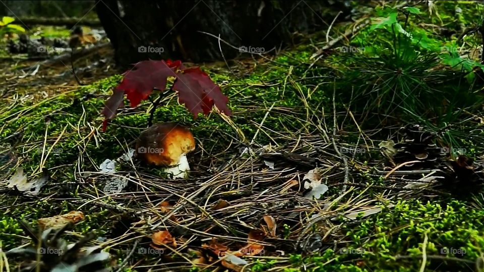 mushroom, bottom mushroom, grass, natural, biology, wooden,