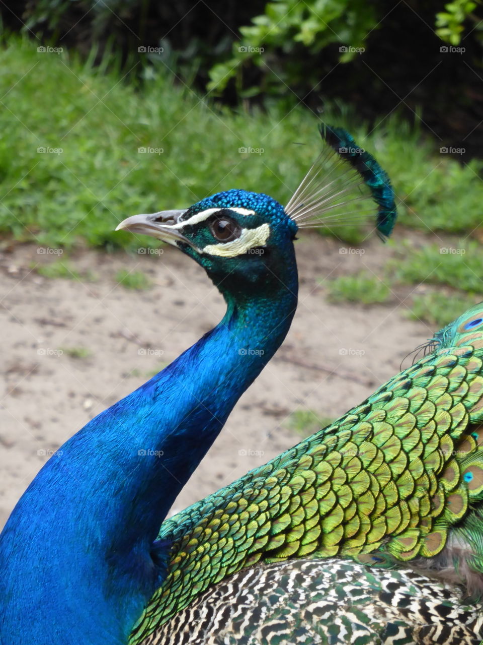 Mr. peacock showing off