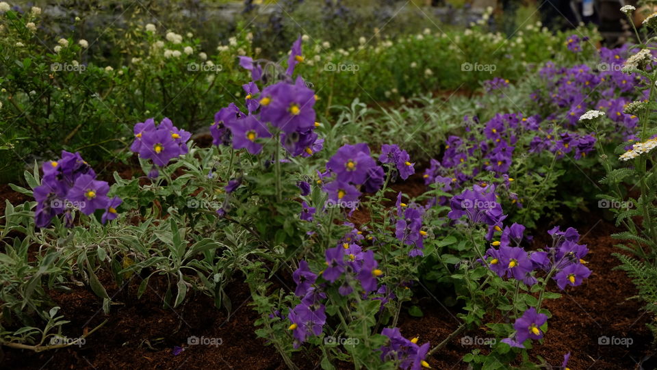 Sage in the garden