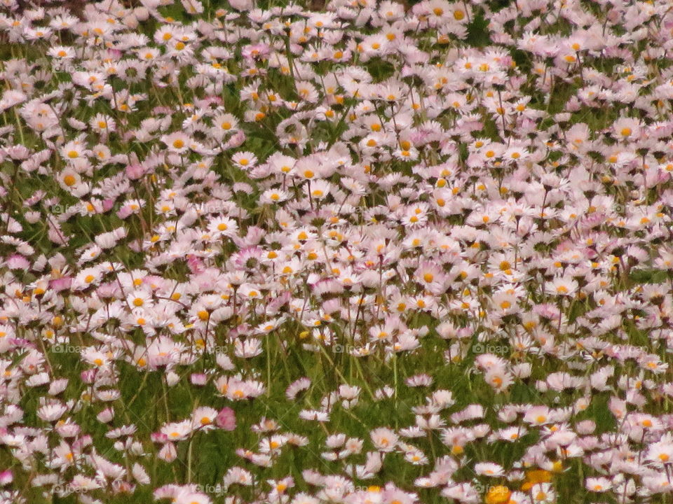 daisy field