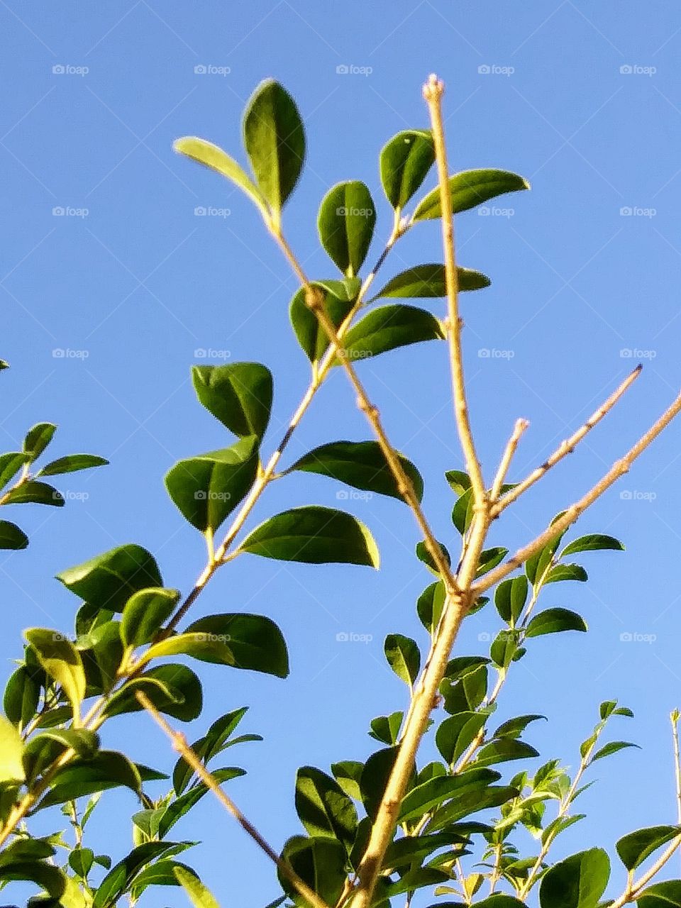 leaves against the sky