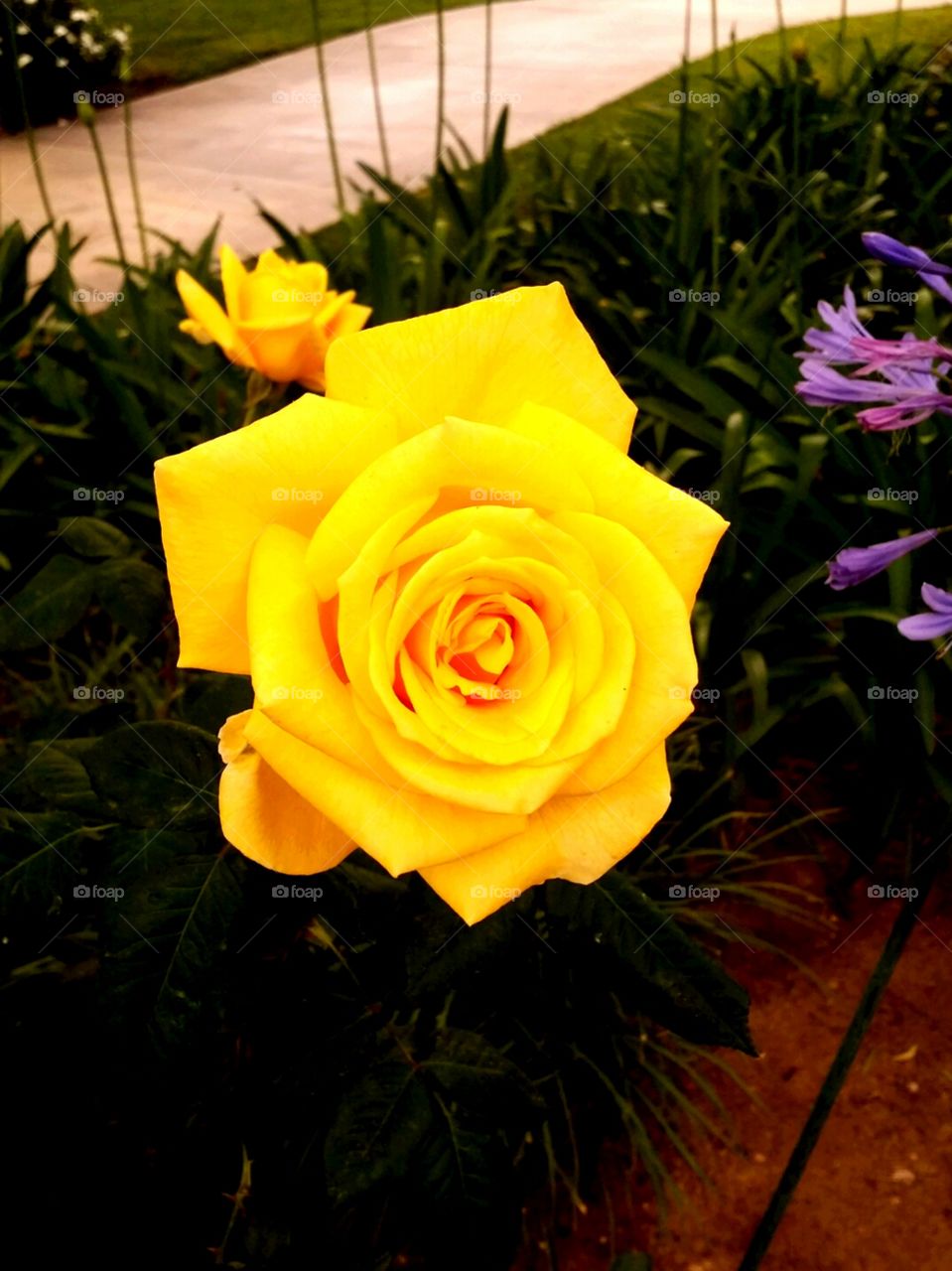 Pretty rose. flower. yellow
