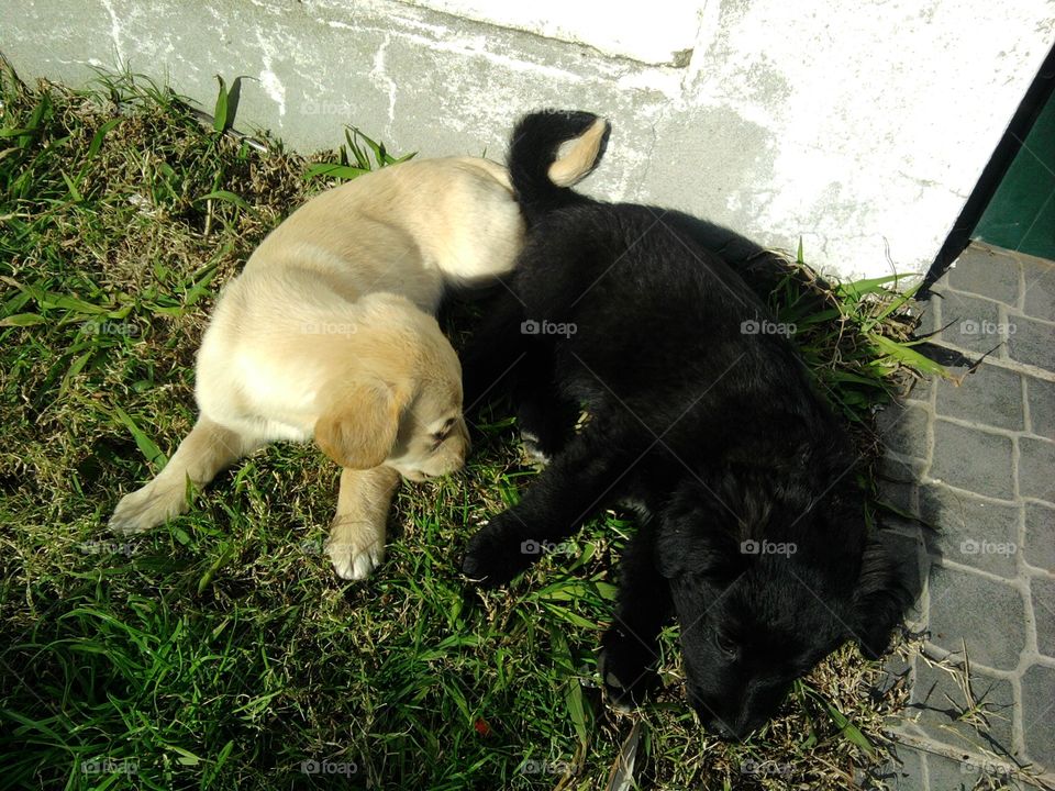 Puppies playing in the lawn