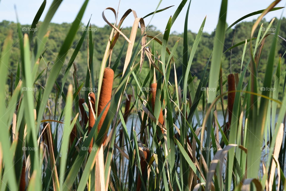 Cat tails by a lake