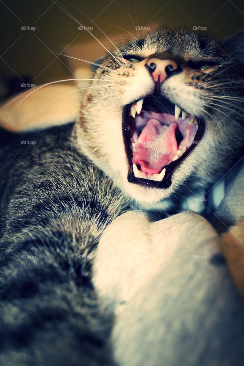 Hello my name is Kiriakos and I'm a 3 year old tabby cat :)