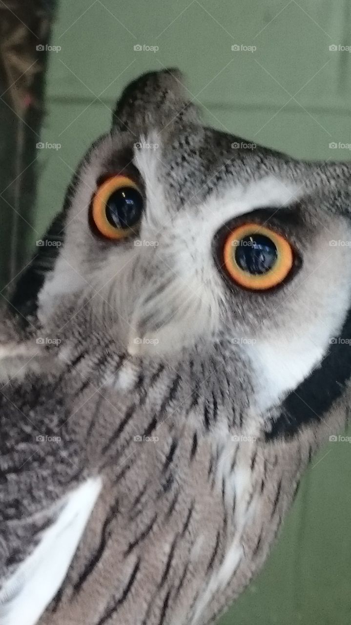 Northern white faced owl at ZSL London Zoo