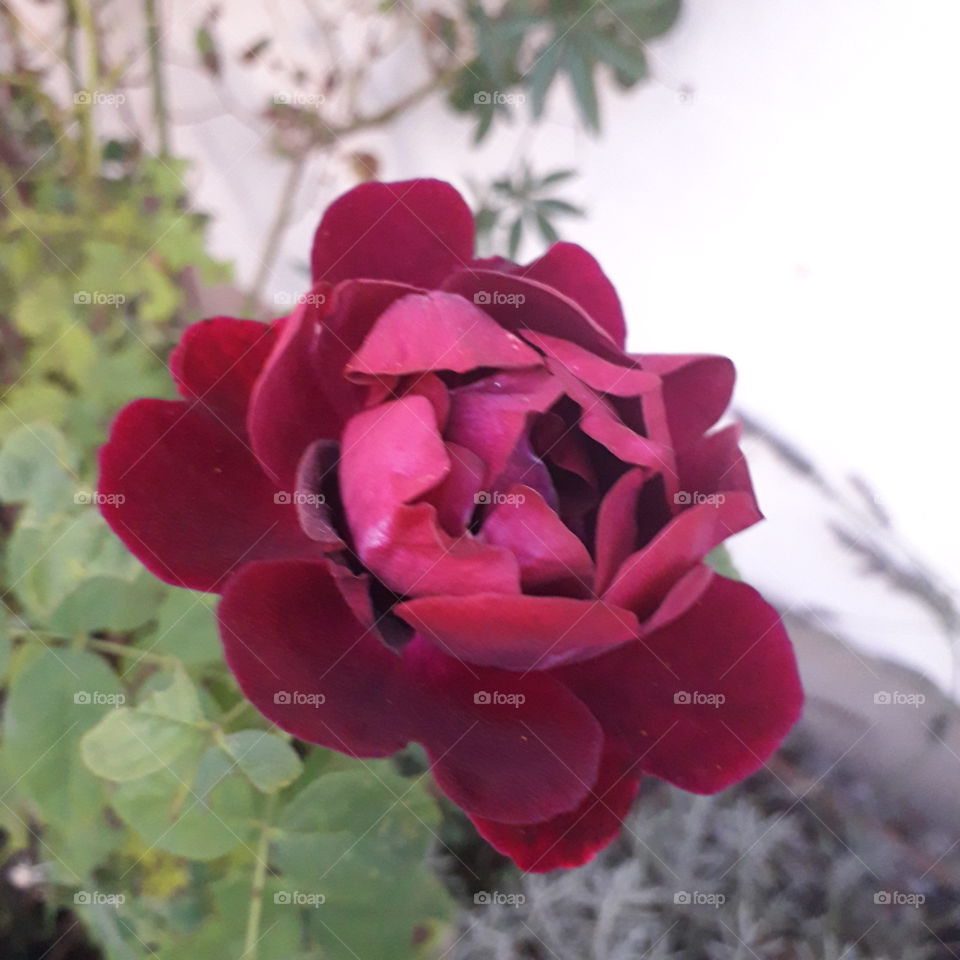 crimson rose in the evening leaning against the wall