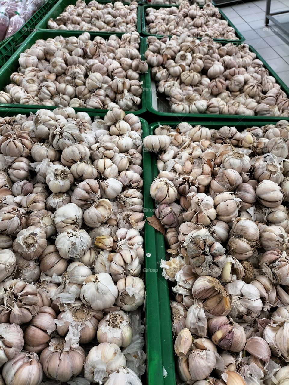 Garlic portrait photo for background